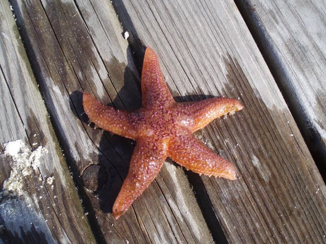 Hovedbilde Fluer for saltvann