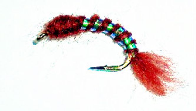 Hovedbilde Tangloppe glimmer