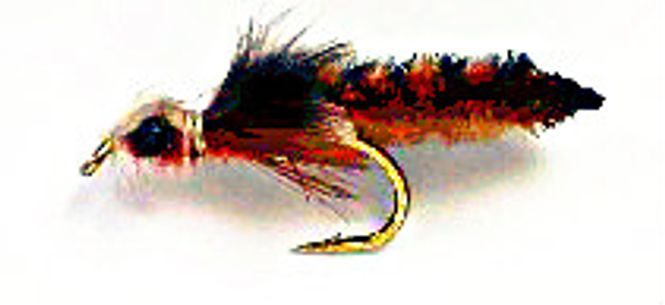 Hovedbilde Libelle nymfe