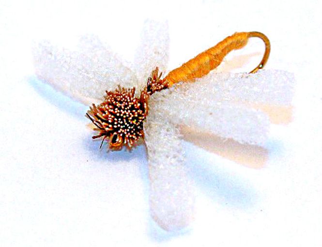 Hovedbilde Hvitvinge